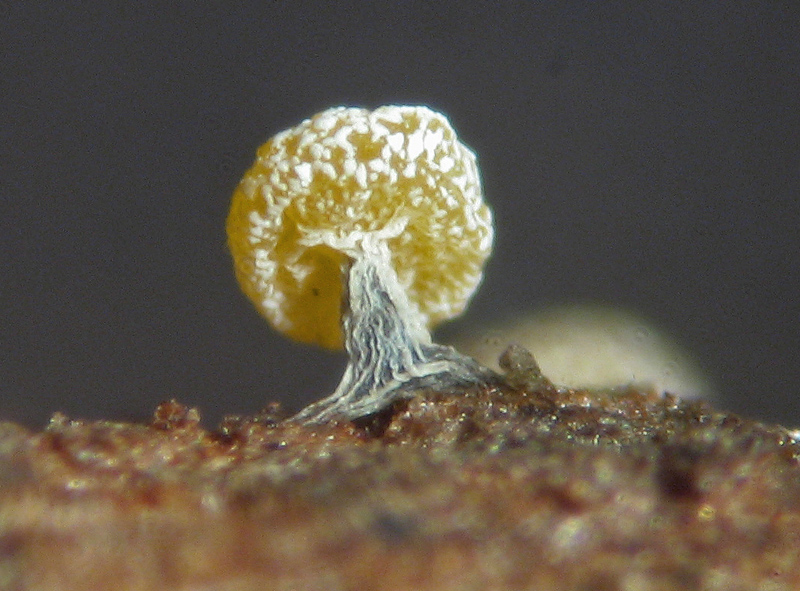 Physarum sp. ?